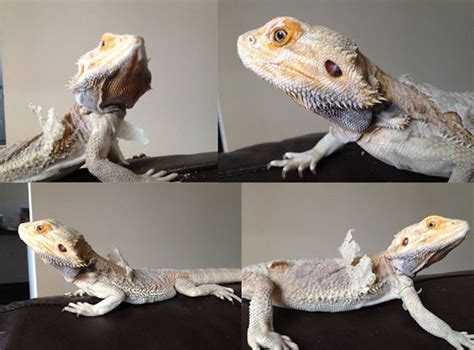 how often do juvenile bearded dragons shed